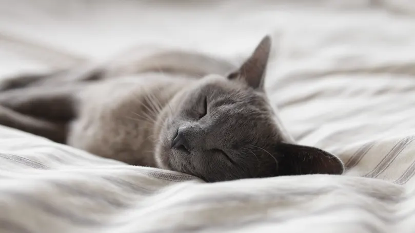 A can sleeping soundly in a bed.