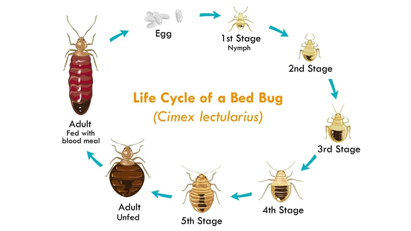 an image of a bed bug cycle