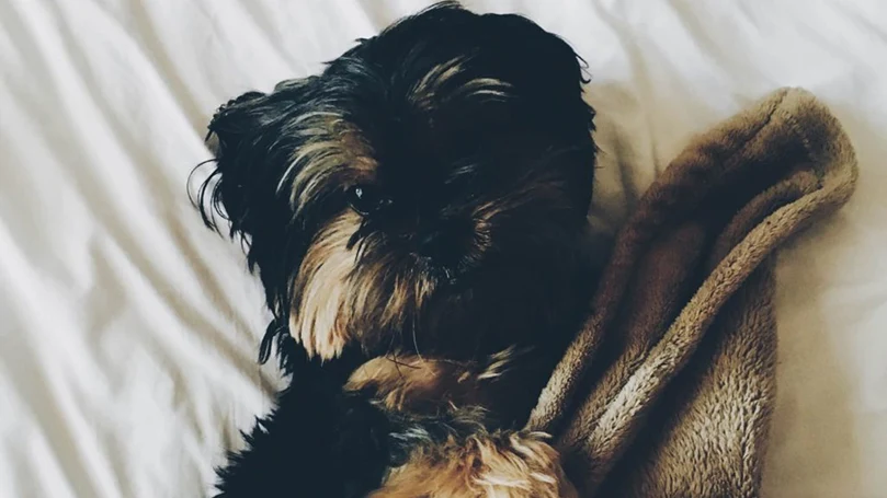 an image of a dog sleeping in a bed