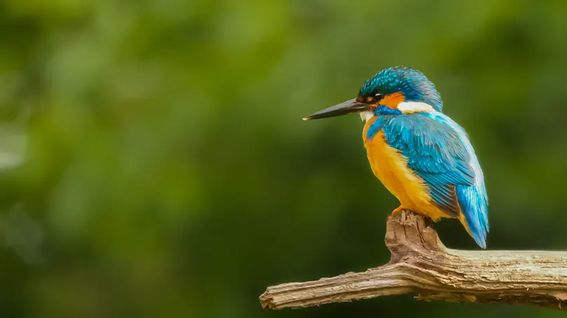 An image of a bird perching on a branch and sleeping.