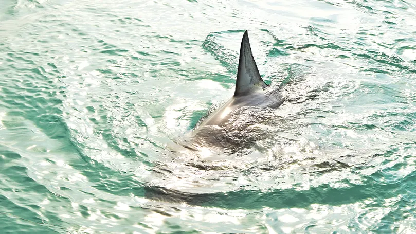 An image of a shark near the surface of the water