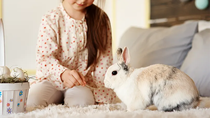 An image of a rabbit on a bed